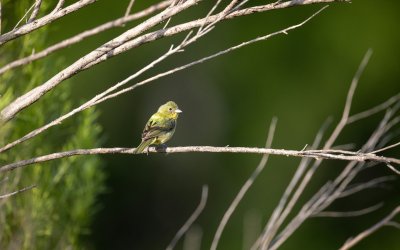 Birdnesting: Een Nieuwe Benadering van Co-Ouderschap na Scheiding