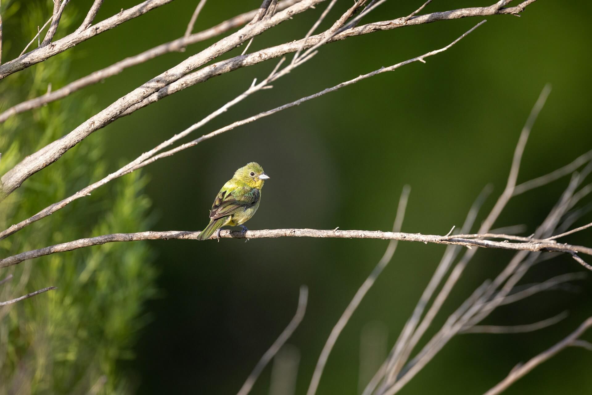 Birdnesting